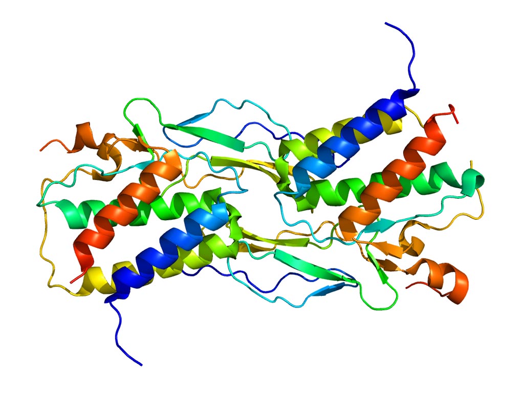 Image: Molecular structural model of interleukin 15 (IL-15) (Photo courtesy of Wikimedia Commons).
