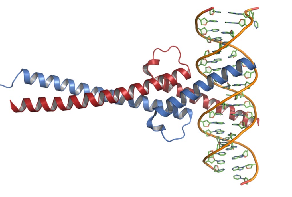 Image: The crystal structure of the Myc protein in complex with DNA (Photo courtesy of Wikimedia Commons).