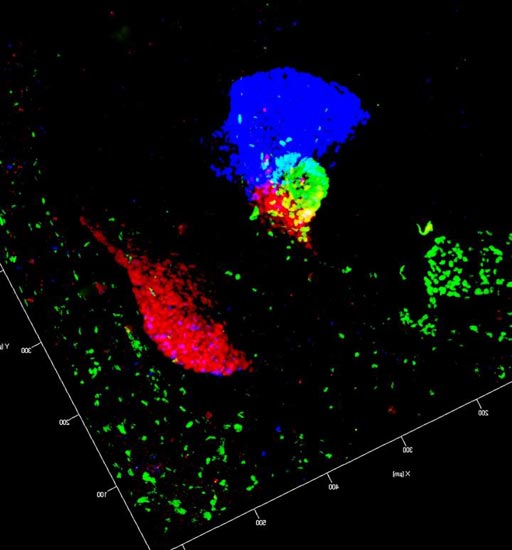 Image: A three-dimensional (3D) map of liver and pancreatic buds in a mouse embryo. Cells of the pancreas are marked in red and green, while liver cells appear in blue (Photo courtesy of Dr. Francesca Spagnoli, Max Delbrück Center for Molecular Medicine).