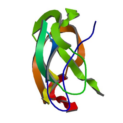 Image: A structural model of amyloid precursor protein (APP) (Photo courtesy of Wikimedia Commons).