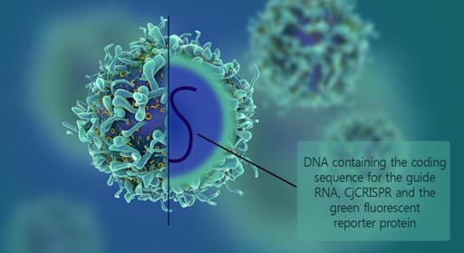 Image: A model of an adeno-associated virus containing the DNA coding for the RNA guide, the Cas9 protein derived from Campylobacter jejuni, and the fluorescent reporter protein (GFP). This is possible because of the small size of Cas9 (Photo courtesy of the Institute for Basic Science).