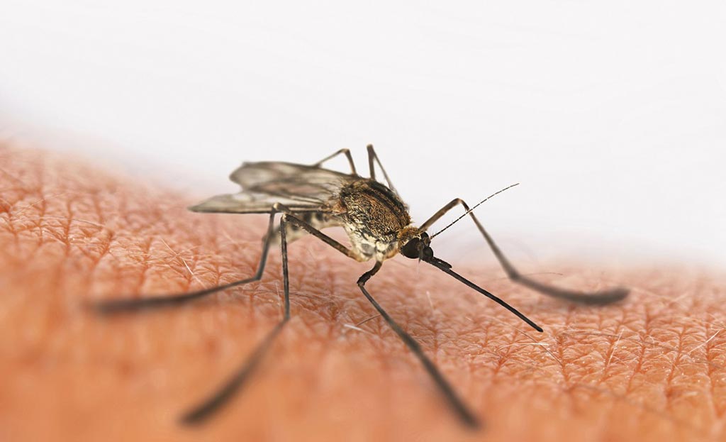 Image: The Zika virus is transmitted to humans through the bite of an infected Aedes mosquito, such as A. aegypti (Image courtesy of Florida Atlantic University).