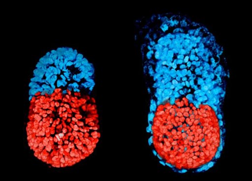 Image: A photomicrograph showing stem cell-modeled mouse embryo at 96 hours (left); Mouse embryo cultured in vitro for 48 hours from the blastocyst stage (right). The red part is embryonic and the blue extra-embryonic (Photo courtesy of Sarah Harrison and Gaelle Recher, Zernicka-Goetz Laboratory, University of Cambridge).