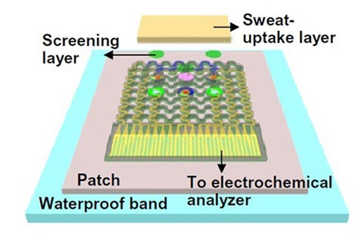 Image: A diagram of the wearable sweat-monitoring patch. A porous sweat-uptake layer is placed on a Nafion layer and sensors (Photo courtesy of the Institute for Basic Science).