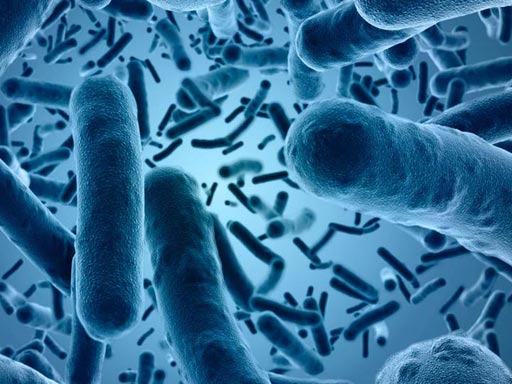 Image: Researchers reanalyzed raw bacterial DNA sequence data from several studies and confirmed previously reported types of bacteria associated with colorectal cancer and identified other bacteria not previously associated with the disease (Photo courtesy of Baylor College of Medicine).