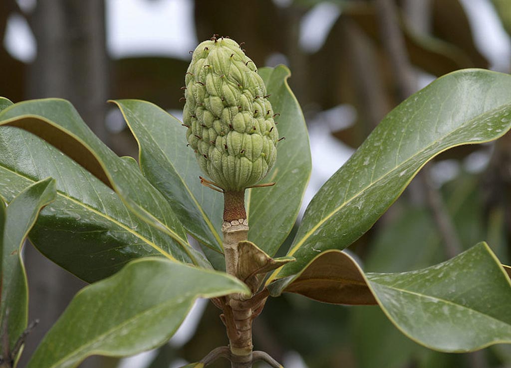 Image: A Magnolia grandiflora seed cone, a primary source of honokiol (Photo courtesy of Wikimedia Commons).