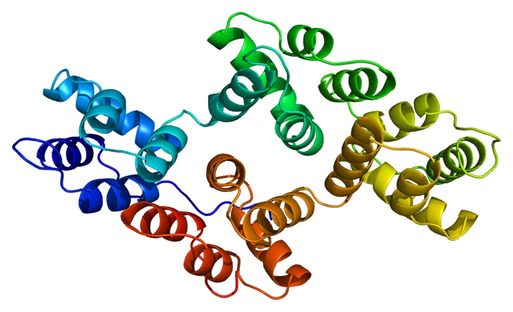 Image: The structure of the annexin 5A protein (Photo courtesy of Wikimedia Commons).