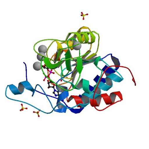 Image: The structure of the human SIRT6 protein (Photo courtesy of the Protein Data Bank).