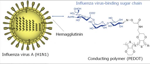 Image: Human influenza virus recognition by sugar-modified conducting polymers. A new conducting polymer was developed for detecting specific interaction of trisaccharide with hemagglutinin in the envelope of the human influenza A virus (H1N1) by electrical manners (Photo courtesy of the Tokyo Medical and Dental University).