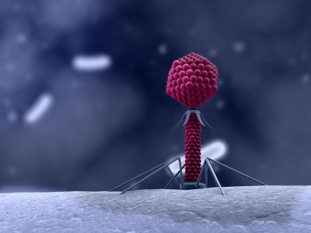 Image: Researchers have developed hybrid bacteriophage particles that could broaden the range of target bacteria (Photo courtesy of Tel Aviv University).