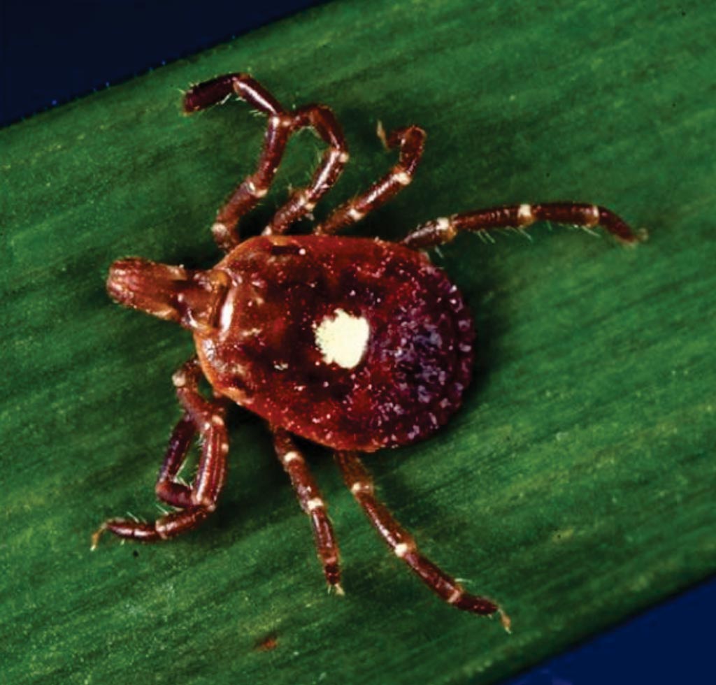Image: A Lone star tick (Amblyomma americanum) that can be carriers of southern tick-associated rash illness (Photo courtesy of Centers for Disease Control and Prevention).