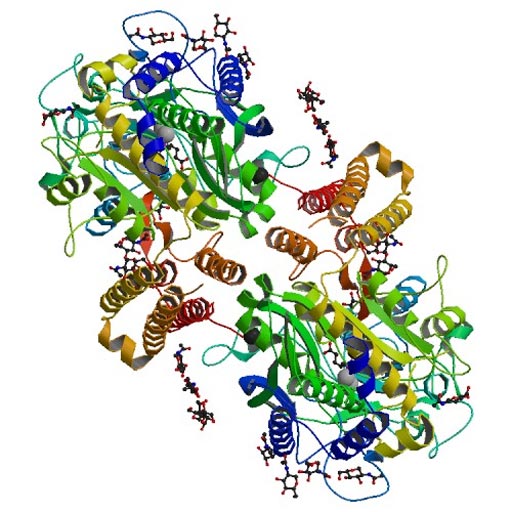 Image: A molecular ribbon structure of prostate-specific membrane antigen (PSMA) (Photo courtesy of Wikimedia Commons).