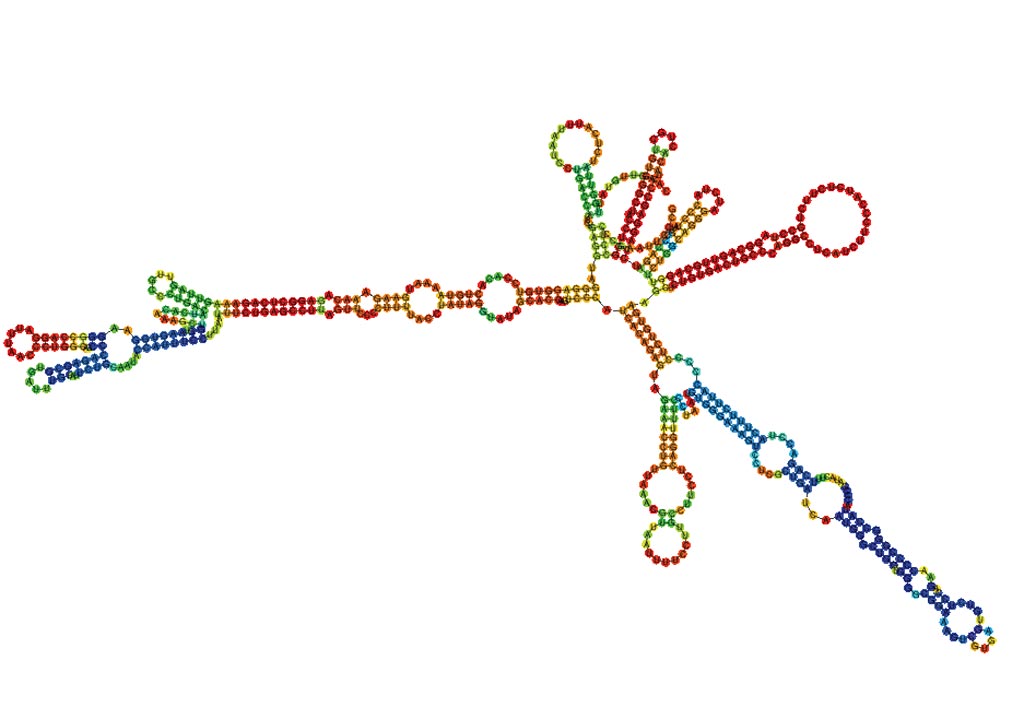 Image: The long non-coding RNA (lncRNA) PNUTS (PPP1R10) (Photo courtesy of LNCipedia.org, an online database for annotated human lncRNA sequences).