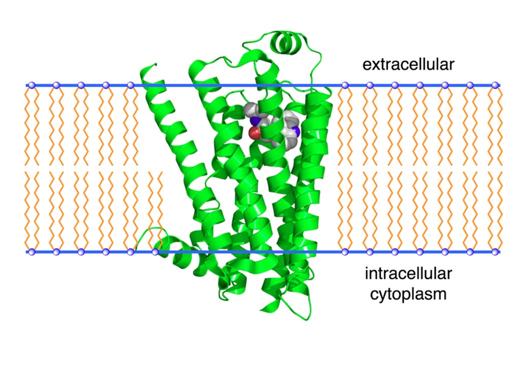 Image: A ribbon model of the beta-2 adrenergic receptor (Photo courtesy of Wikimedia Commons).