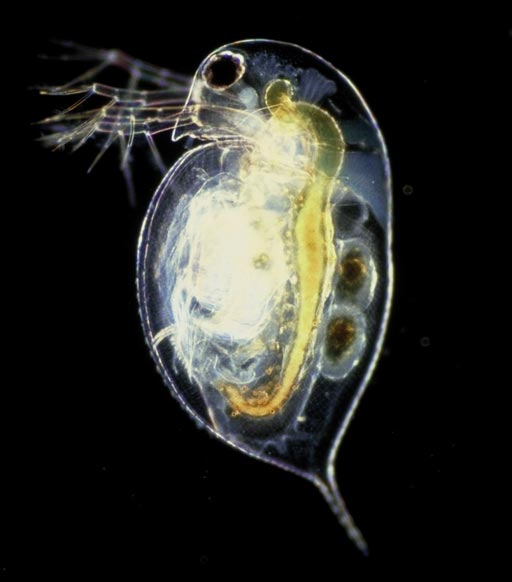 Image: The water flea Daphnia pulex, source of the MfR protein subunits Met and SRC (Photo courtesy of Wikimedia Commons).