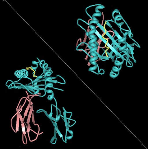 Image: The human leukocyte antigen (HLA) ligand for a Killer-cell immunoglobulin-like receptor (KIR) (Photo courtesy of Wikimedia Commons).