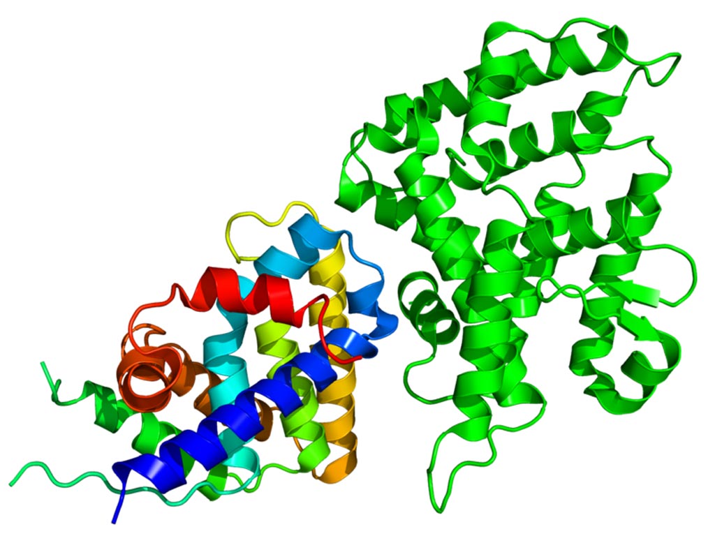 Image: The Crystallographic structure of NR0B1 (rainbow colored) complexed with the nuclear receptor protein LRH-1 (Liver receptor homolog-1) (Photo courtesy of Wikimedia Commons).