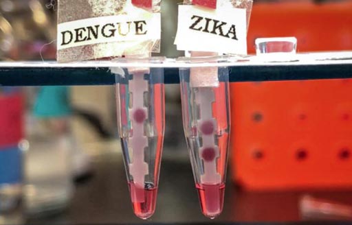 Image: A new paper-based immunoassay rapidly distinguishes between Zika and dengue virus infections (Photo courtesy of the Massachusetts Institute of Technology).