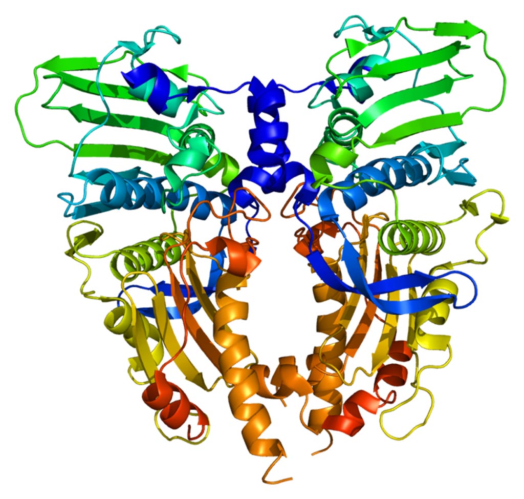 Image: The structure of the TOP2A protein (Photo courtesy of Wikimedia Commons).