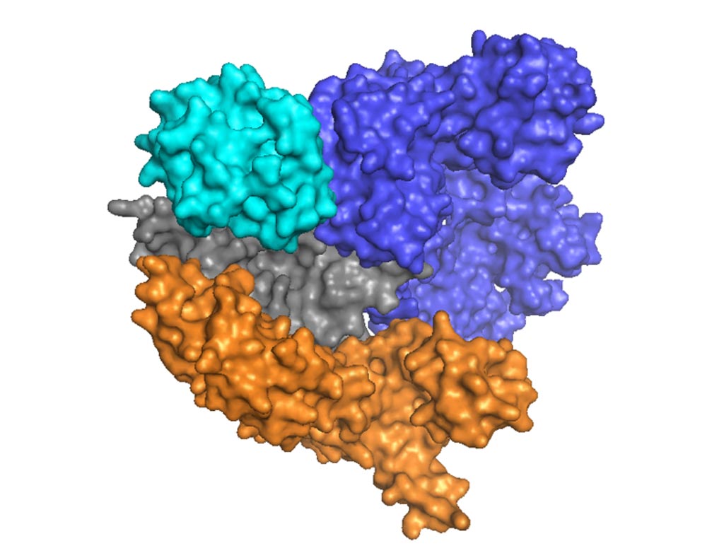 Image: The crystal structure of the Cas9 protein (Photo courtesy of Wikimedia Commons).