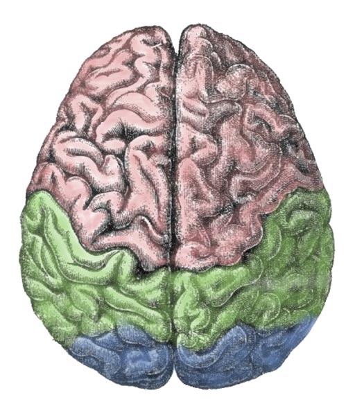 Image: An illustration of the human brain cerebral lobes: the frontal lobe (pink), parietal lobe (green), and occipital lobe (blue) (Photo courtesy of Wikimedia).