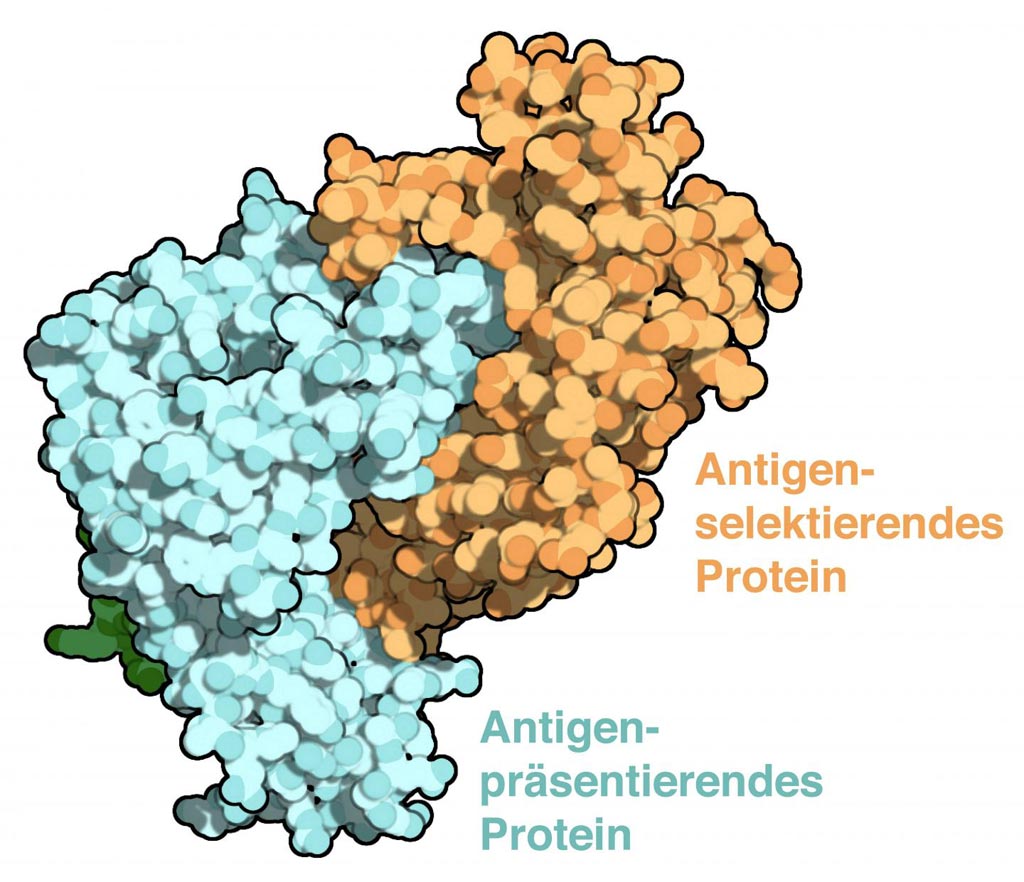 Image: A model of the solved protein complex responsible for the selection of antigens (Photo courtesy of AG Tampé).