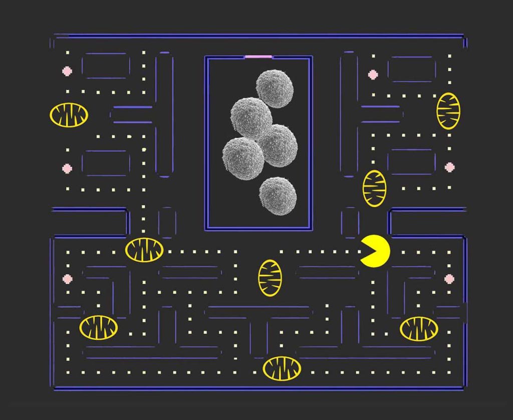 Image: If mitophagy or Pac Man eats all the cell\'s mitochondria, then the \"seeds of cancer\" (stem cells) will be able to grow unhindered and develop more malignant tumors (Photo courtesy of the University of Southern California, Keck School of Medicine / Linya Wang).