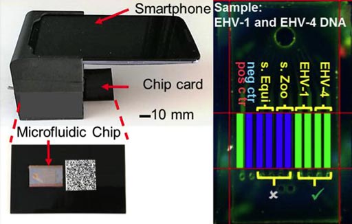 Image: The system uses a commercial smartphone to acquire and interpret real-time images of an enzymatic amplification reaction that takes place in a silicon microfluidic chip that generates green fluorescence and displays a visual read-out of the test. The system is composed of an unmodified smartphone and a portable 3-dimensional-printed cradle that supports the optical and electrical components, and interfaces with the rear-facing camera of the smartphone (Photo courtesy of the Micro & Nanotechnology Laboratory, University of Illinois at Urbana-Champaign).