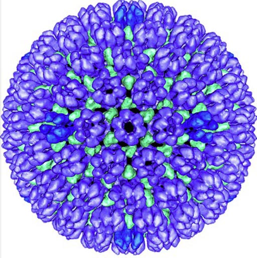 Image: The outer protein shell (procapsid) of the herpes simplex virus type 1 (HSV-1) (Photo courtesy of Dr. Bernard Heymann).