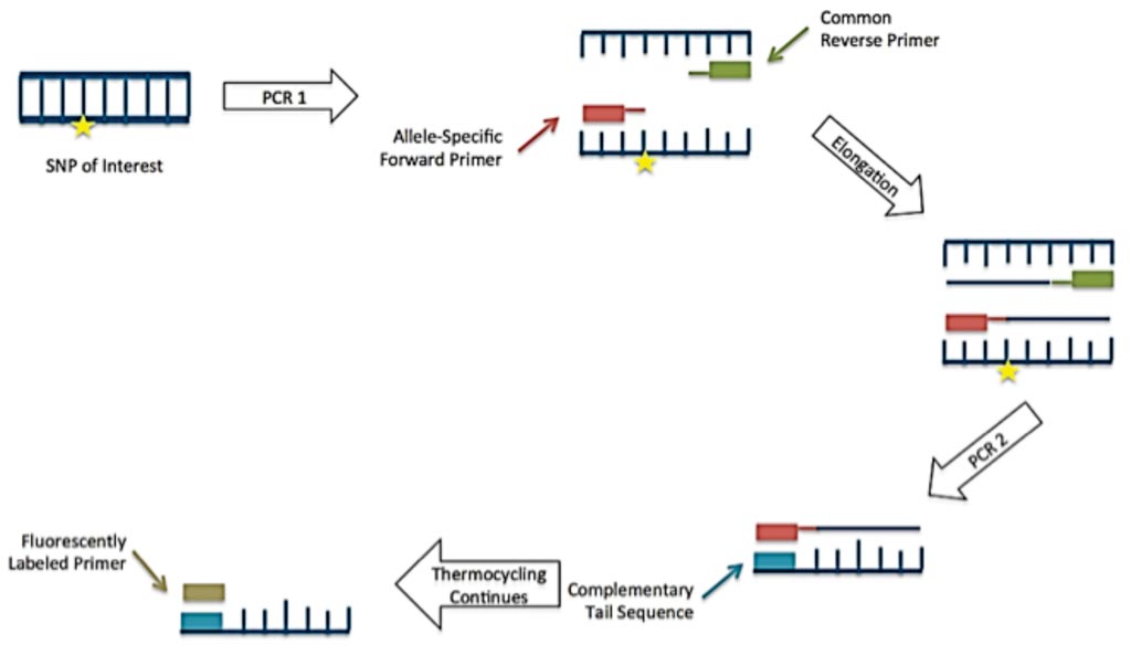 Image: A diagram of the Kompetitive Allele Specific Polymerase Chain Reaction (PCR KASP) method (Photo courtesy of J.P. Livingstone).