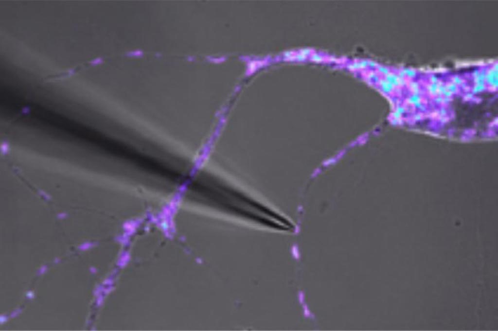 Image: Manual isolation of a single live mitochondrion. The mitochondria can be seen under a microscope where a thin glass tube can be used to isolate a single mitochondrion from the dendrite region of the mouse neuron (Photo courtesy of Jacqueline Morris and Jaehee Lee, Perelman School of Medicine, University of Pennsylvania).