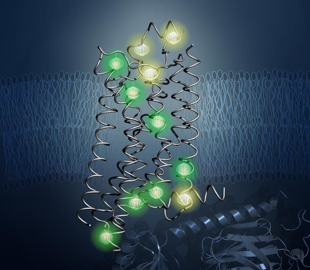 Image: Probes revealed the inner architecture when the A2AAR protein transmitted molecular signals through a cell membrane (Photo courtesy of Drs. Kurt Wüthrich and Matthew Eddy, The Scripps Research Institute).