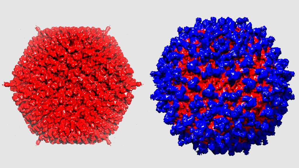 Image: An adenovirus without and with a novel protein shield. The adenovirus (left) was camouflaged from the immune system by the protective coat (right) (Photo courtesy of the University of Zurich).