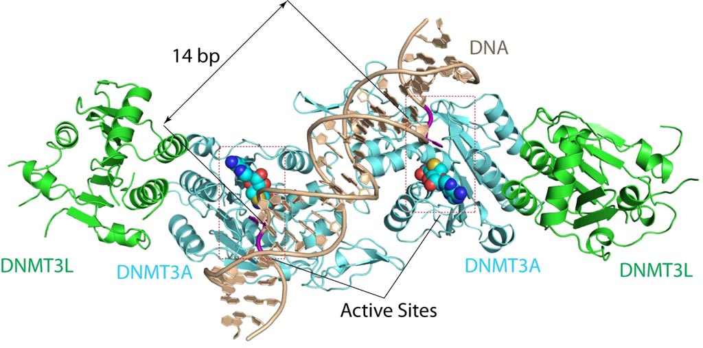 Image: The DNMT3A-DNA complex. The structure reveals that DNMT3A molecules attack two substrate sites adjacent to each other on the same DNA molecule. DNMT3L (green) is a regulatory protein of DNMT3A (Photo courtesy of the Song Laboratory, University of California, Riverside).