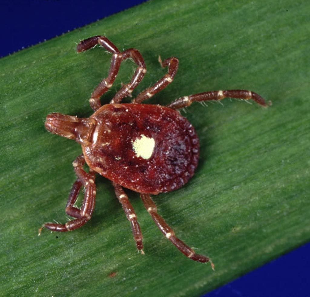 Image: A newly developed blood test detects pathogens carried by ticks such as this hard-bodied tick of the family Ixodidae (Photo courtesy of the CDC).