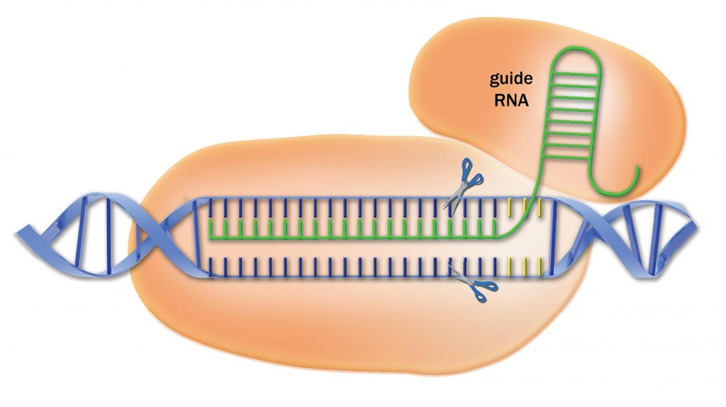 Image: CRISPR/Cas9 is a reprogrammable DNA cutting machine that is being used to edit genomes in many organisms for research purposes (Photo courtesy of Advanced Analytical Technologies).