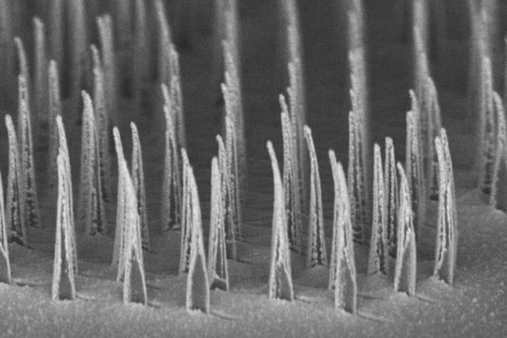 Image: A micrograph showing an array of nanospears prior to release for delivery of genetic information to cells (Photo courtesy of UCLA).