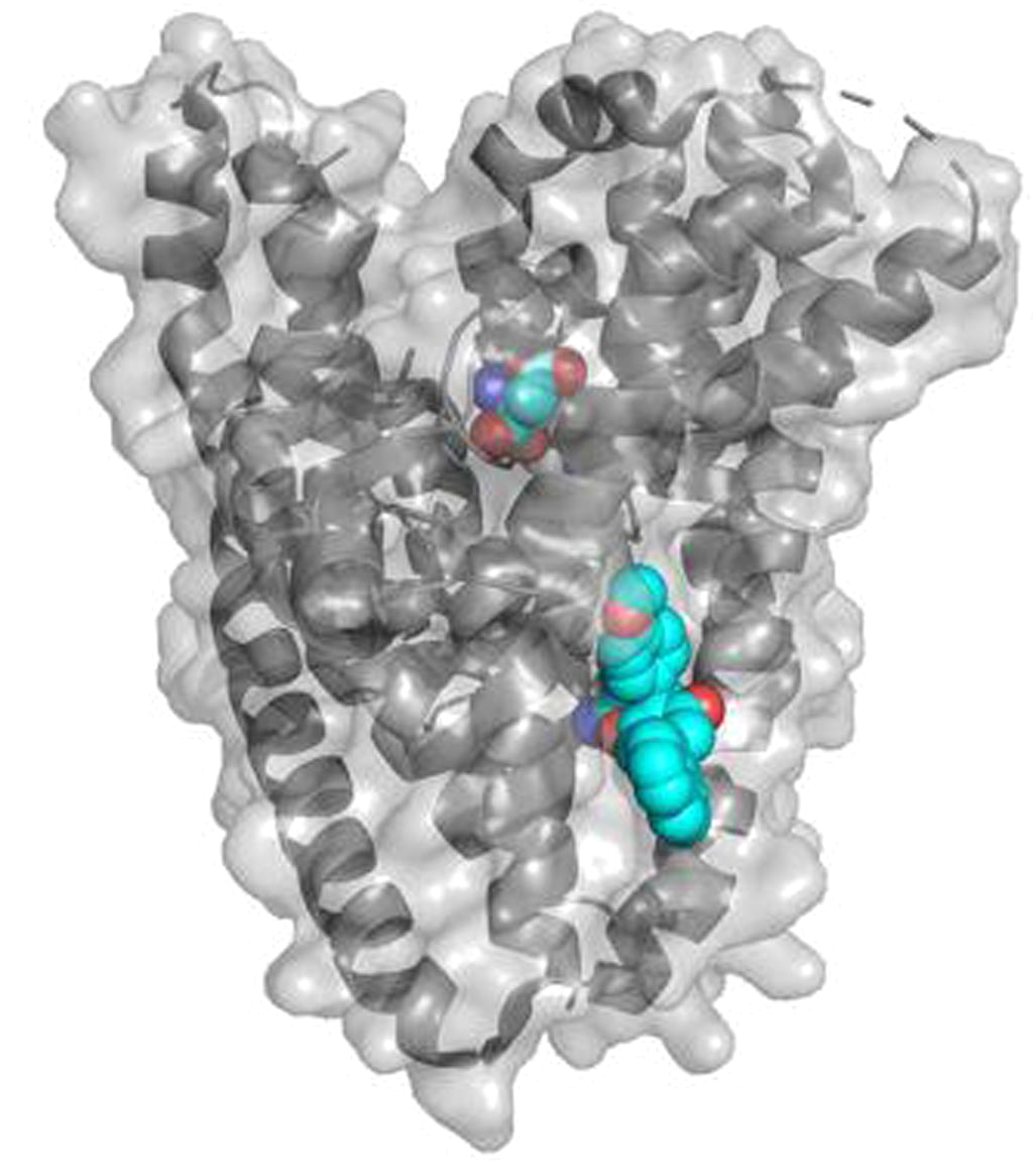 Image: The binding site of the amino acid transporter inhibitor UCPH101 was resolved by X-ray crystallography and was located at a distance from the substrate-binding site. In the image, the substrate is shown in the center of the transporter, while the inhibitor is located between the translocation and scaffold domain of the transporter (lower right). The inhibitor glues the two domains together, thereby inhibiting transport (Photo courtesy of Dr. Stefan Broer).