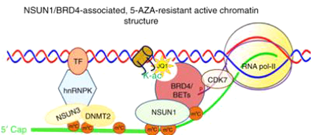 Image: A diagram of a 5-AZA resistant chromatin structure (Photo courtesy of Dr. Jason Cheng).