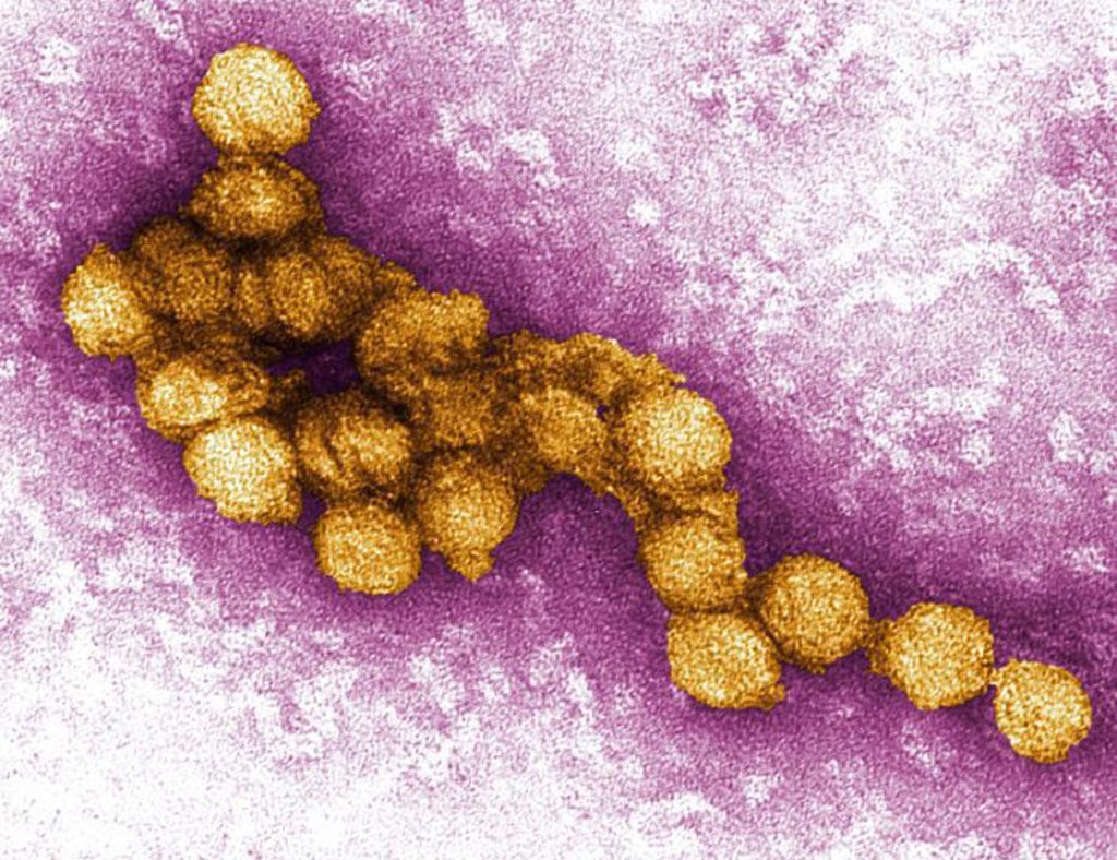 Image: A micrograph of the West Nile virus (shown in yellow) (Photo courtesy of Wikimedia Commons).