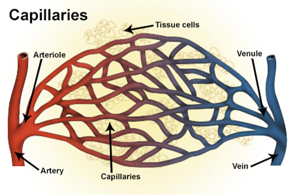 Image: An illustration of blood vessels including artery, arteriole, capillaries, vein and venule (Photo courtesy of the [U.S.] National Cancer Institute).