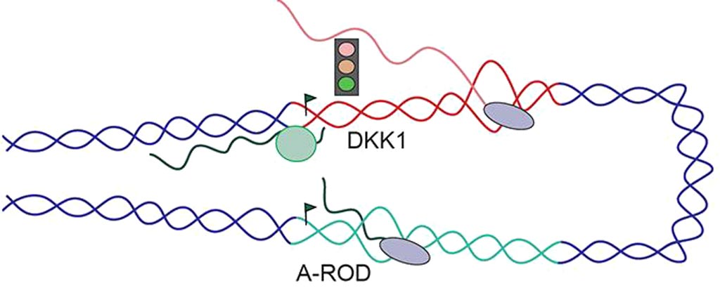 Image: The long non-coding RNA called A-ROD is only functional the moment it is released from chromatin into the nucleoplasm. At this transient phase, it can bring transcription factors to specific sites in DNA to enhance gene expression. After its complete release from chromatin, A-ROD is no longer active (Photo courtesy of Evgenia Ntini, Max Planck Institute for Molecular Genetics).