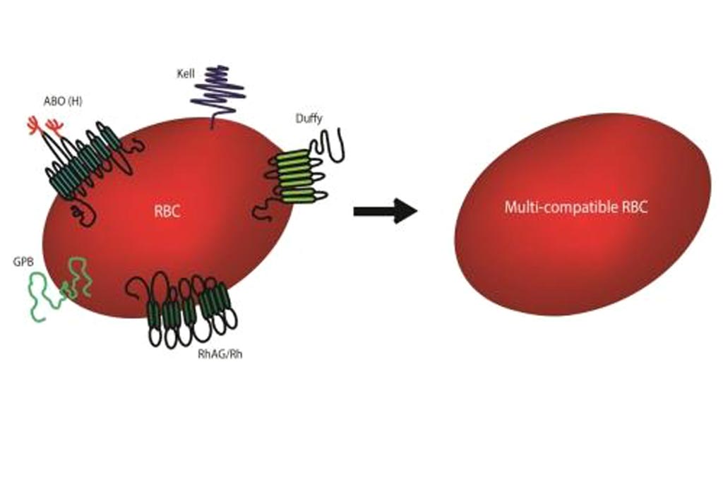 Image: Synthetic biologists have succeeded in generating laboratory-made red blood cells deficient in minor blood group antigens (Photo courtesy of Dr. Ashley Toye, University of Bristol).
