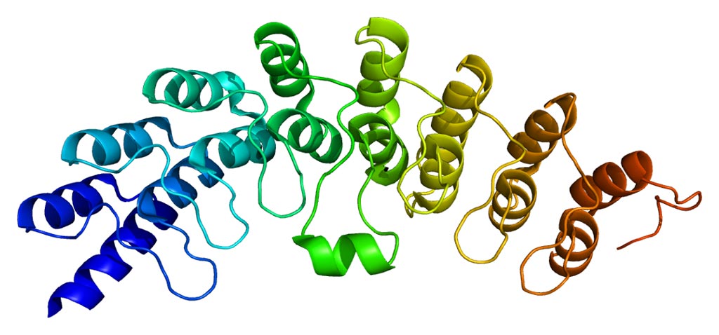 Image: The structure of the RNase L enzyme (Photo courtesy of Wikimedia Commons).