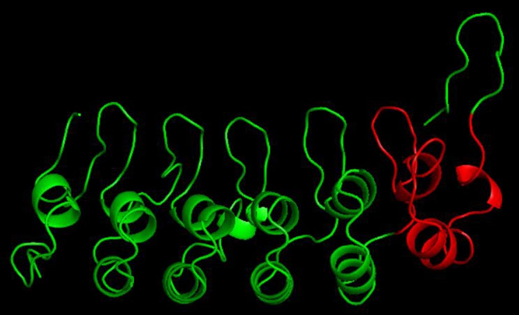 Image: Shown here in green is IkBa, the inhibitor of NF-kappaB and regulator of the immune system. The red region highlights an ubiquitin-independent degron (Photo courtesy of Wikimedia Commons).