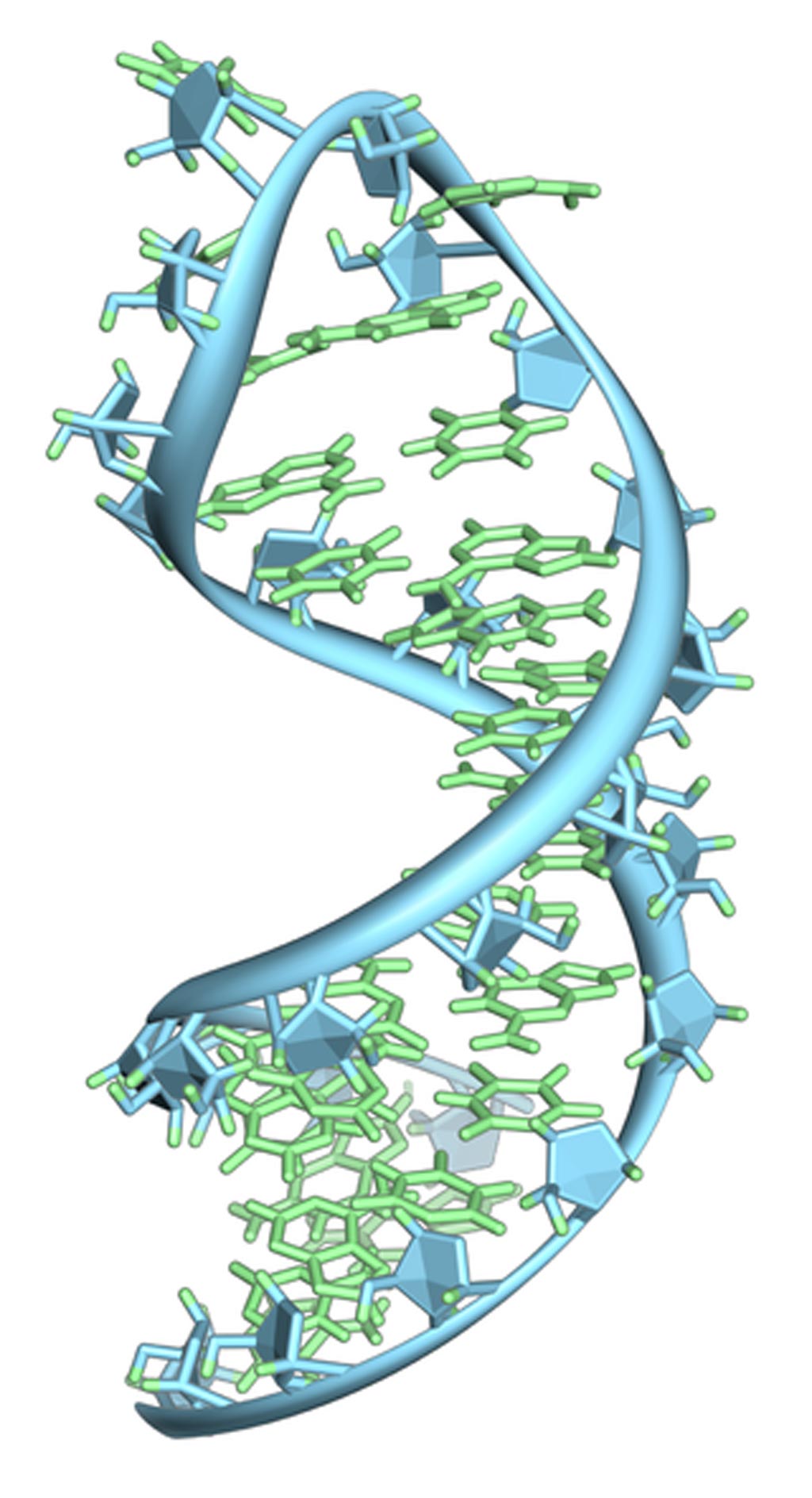 Image: A hairpin loop from a pre-mRNA. Highlighted are the nucleobases (green) and the ribose-phosphate backbone (blue). This is a single strand of RNA that folds back upon itself (Photo courtesy of Wikimedia Commons).