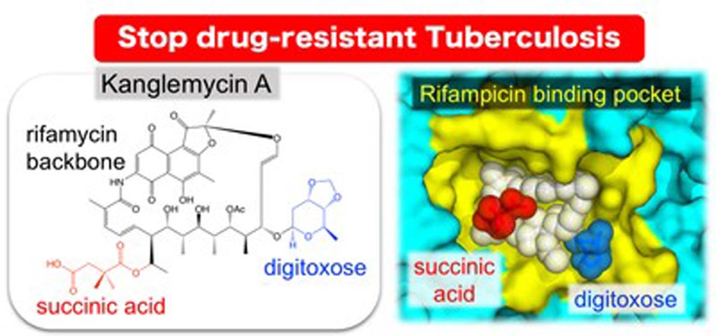Image: The natural antibiotic kanglemycin A binds bacterial RNA polymerase at the rifampicin binding-pocket, but maintains potency against rifampicin-resistant mutants due to two unique chemical groups (digitoxose and succinic acid) that increase its affinity to rifampicin-resistant RNA polymerase by binding just outside the rifampicin-binding pocket (Photo courtesy of the Murakami Laboratory, Pennsylvania State University).