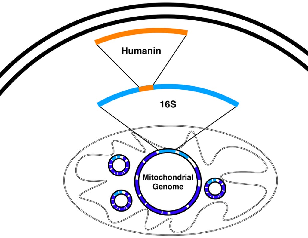 Image: The humanin gene is found within the 16S rRNA gene (MT-RNR2) in the mitochondrial genome (Photo courtesy of Wikimedia Commons).