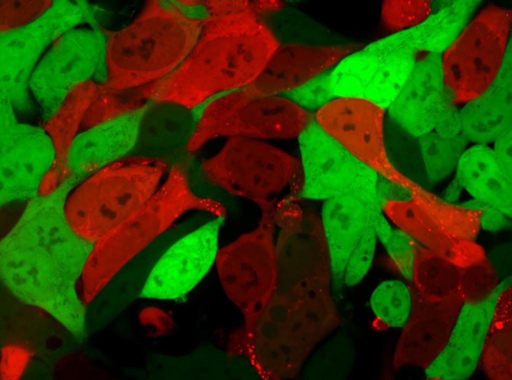 Image: Cells that are normally bright green turn bright red after lipid nanoparticles have delivered an mRNA cargo encoding Cre protein. Cells that are red contain the mRNA, while green cells do not (Photo courtesy of Daryll Vanover, Georgia Institute of Technology).