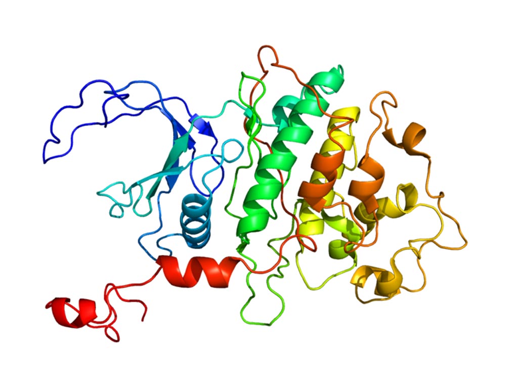 Image: The structure of CDK9 (cyclin-dependent kinase 9) protein (Photo courtesy of Wikimedia Commons).